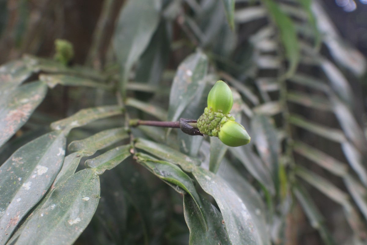 Pothos hookeri Schott